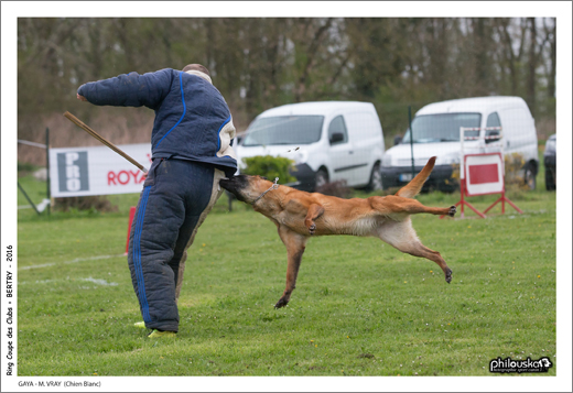 0055-24 avril 2016 - GAYA - M. VRAY (Chien Blanc)